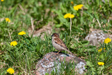 Tree sparrow