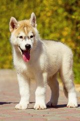 Portrait of a Siberian Husky puppy walking in the yard.
