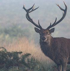 Red Deer Stag with large antlers 