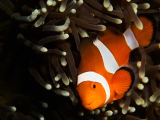 False Clown Fish behind Anemone Coral