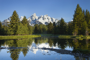 Grand Teton mountains with pond and trees in morning light