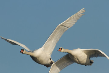 swan