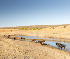 Fototapeta na wymiar Beef Cattle in Africa