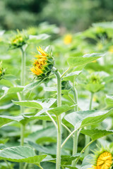 sunflower field in hokkaido japan