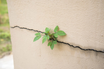 Tree growing through cracked wall