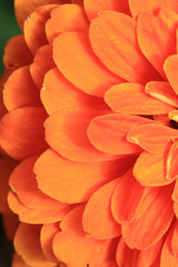 Fototapeta premium detail of orange flower
