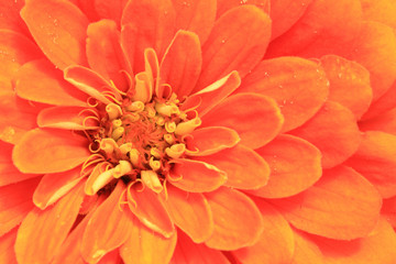 detail of orange flower