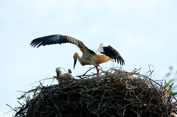 European stork