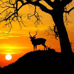 Silhouette of deer with tree against sunset at mountain.