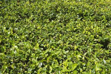 Фон из молодых листьев цейлонского чая
