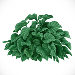Vector drawing of decorative Datura bush with large leaves
