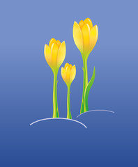 yellow saffron flowers 