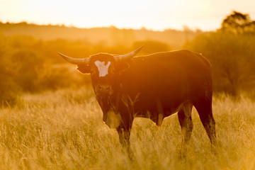 Large male bull cow with horns grazes in long grass at sunset