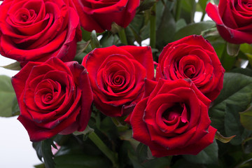 bouquet of blossoming dark red roses