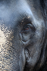 Wary look of Thai elephant close-up in National Park
