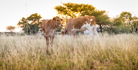 Cow Calf Grazing