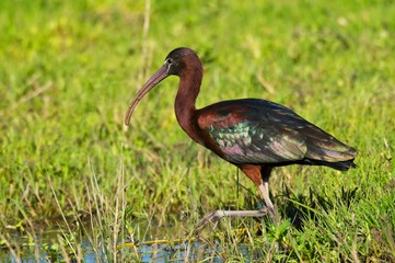 Naklejka premium Morito PN Doñana