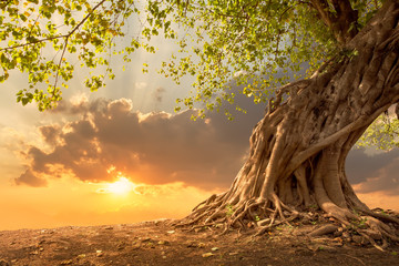 Panele Szklane  Piękne drzewo o zachodzie słońca tętniącego życiem pomarańczowym z wolnego miejsca na kopię.