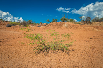 ​big cactuses in red desert, tatacoa desert, columbia, latin america, clouds and sand, red sand in desert, white sand in desert