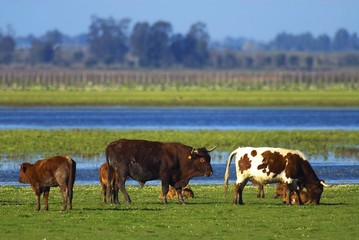 Naklejka premium Vacas marismeñas PN Doñana