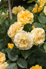Yellow Rose on the Branch in the Garden
