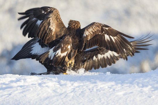 Golden eagles fighting.