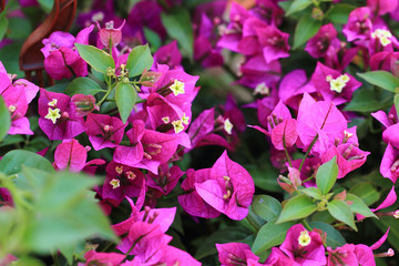 bougainvillea flowers background