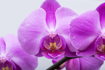 Fototapeta na wymiar Pink streaked orchid flower, isolated on white background