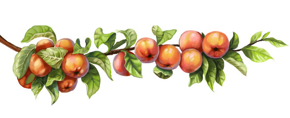 Ripe red apples on a branch on a white background