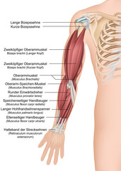 Anatomie des menschlichen Arms, Vorderansicht komplett - obrazy, fototapety, plakaty