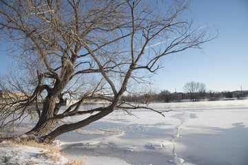 Willow tree bends out over the ice and snow of a frozen river.