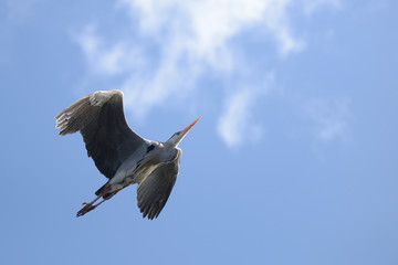 Obraz premium Grey Heron, Ardea cinerea