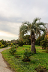 Fototapeta premium south park with palm trees