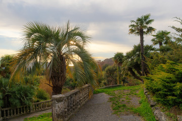 Fototapeta na wymiar palm trees in the evening
