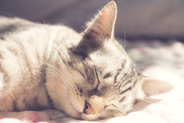 Fototapeta na wymiar sleeping cat in the warm sunlight, vintage style