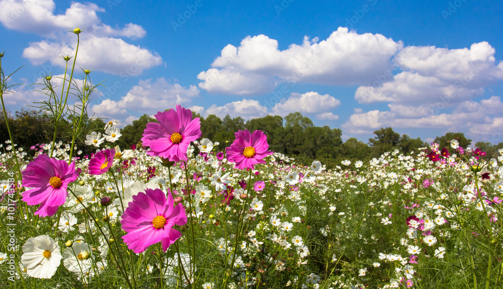 Wall mural cosmos flower in garden