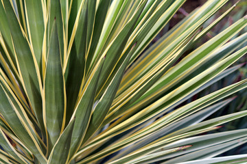 Fototapeta premium Closeup of a Yucca Plant