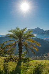 Fototapeta na wymiar Palm tree in the mountain