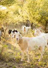 Obraz na płótnie Canvas Goats