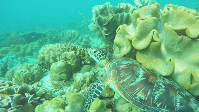 Sea turtle resting on soft corals.Diving and snorkeling in the tropical sea.Travel concept,Adventure concept.Diving sea