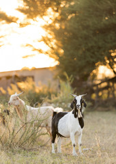 Goats Grazing at Sunset
