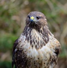 Common buzzard portrait (Buteo buteo)