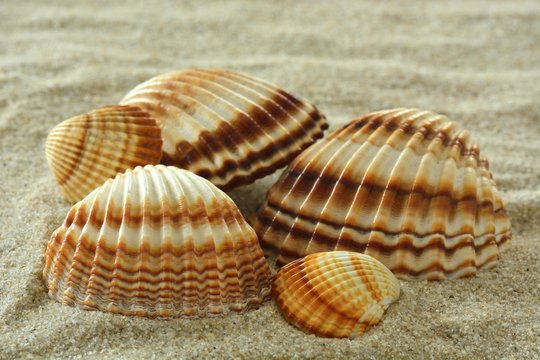 Muscheln, Cardiidae im Sand