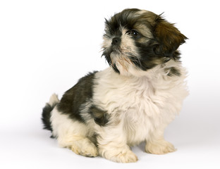 Shih-tzu baby girl puppy two months old isolated on white. Clipping path incl.