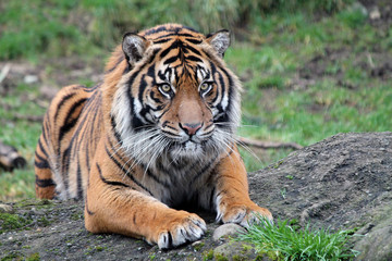 Obraz premium Tygrys sumatrzański