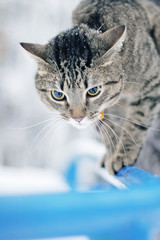 Winter cat 1