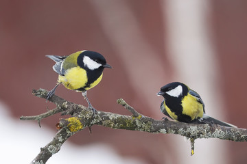 Obraz na płótnie Canvas two Tits with yellow feathers on a branch