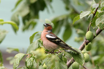 Chaffinch bird sitting on a green plum in the spring