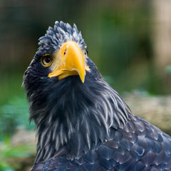 Steller's sea eagle