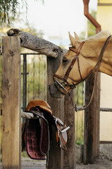 Palomino horse standing near riding equipment